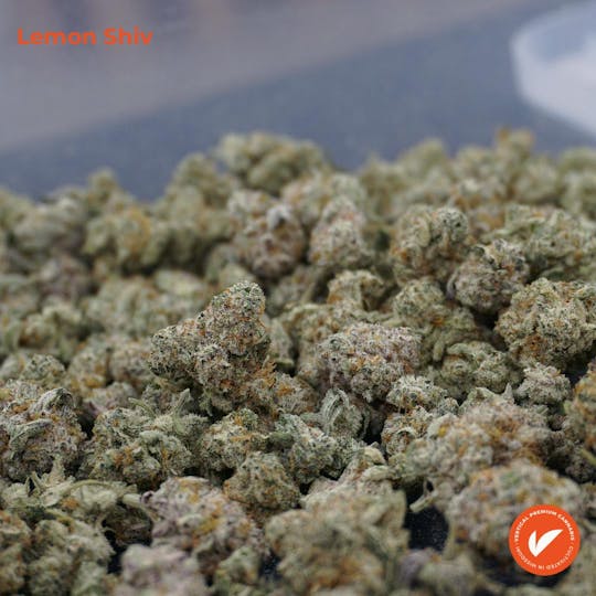 Vertical Cannabis - Lemon Shiv - 1