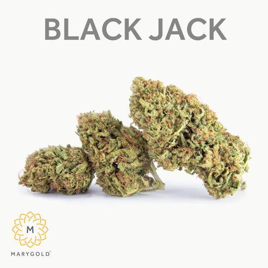 Marygold - Black Jack (28% THC Sativa) - 1