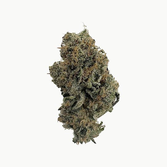 Indico - Blue Magoo Cookies - 1