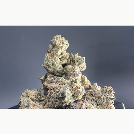 Snaxland - ANIMAL COOKIES - 1