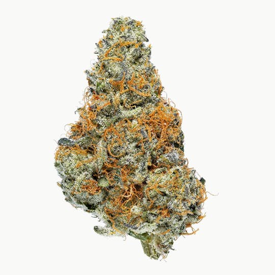 Bay Life - Golden Gate GSC - 1