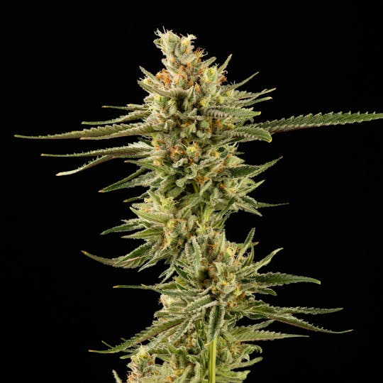 Good Chemistry - Amnesia Haze - 1