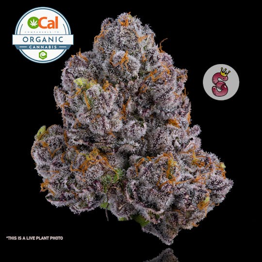 No Till Kings - Jealousy - 1