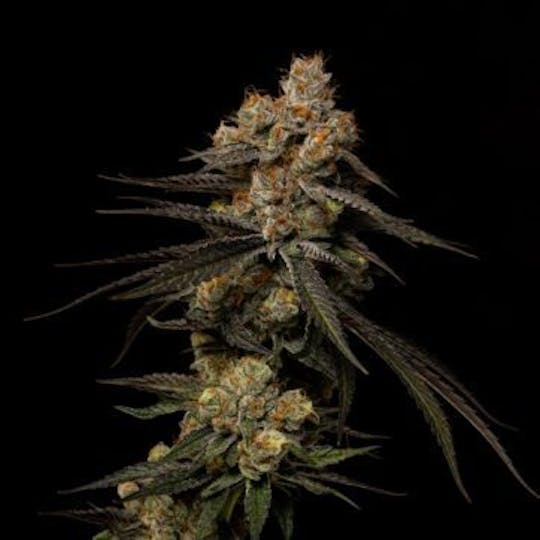 Good Chemistry - Black Cherry Gelato - 1