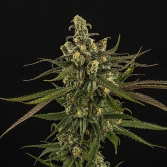 Good Chemistry - Blue Dream - 1