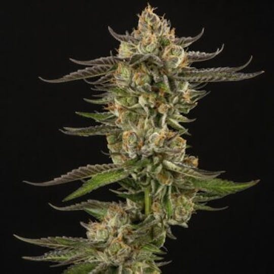 Good Chemistry - Cashmere - 1