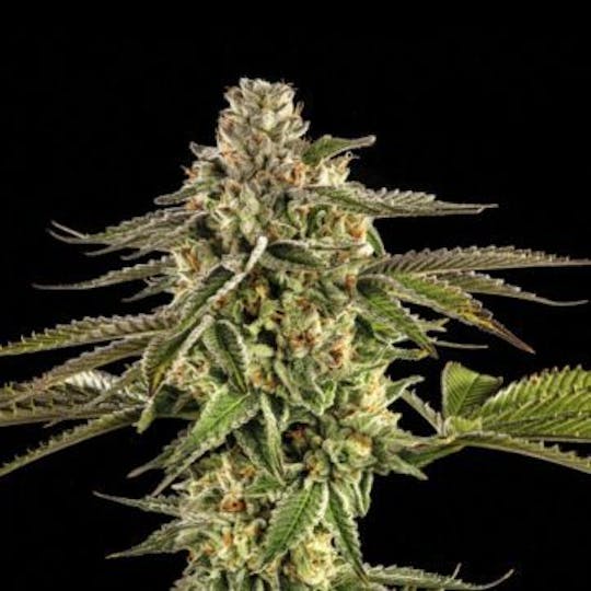 Good Chemistry - Cherry MAC Pie - 1
