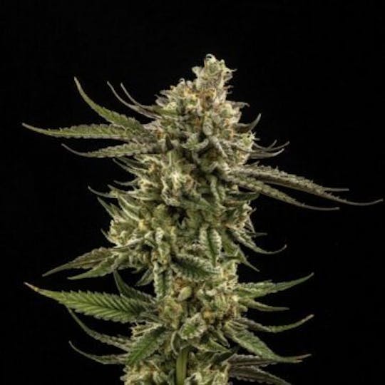 Good Chemistry - Critical Mass - 1