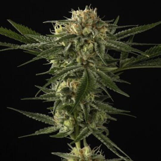 Good Chemistry - Death Star - 1