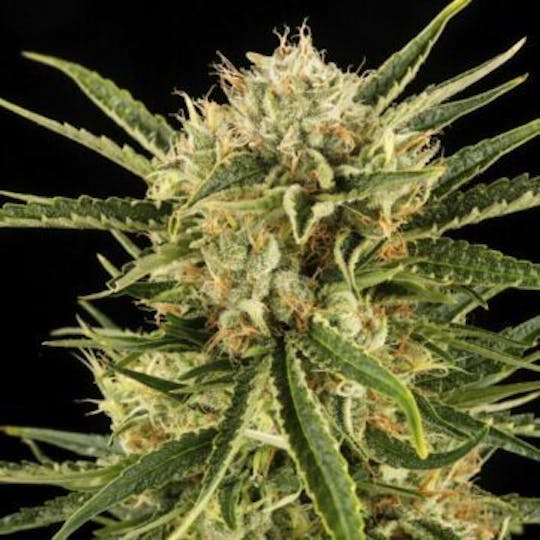 Good Chemistry - Durban Poison - 1