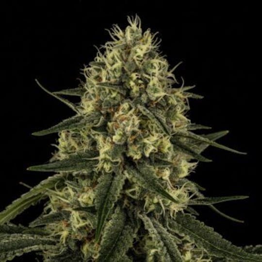 Good Chemistry - Elmar - 1