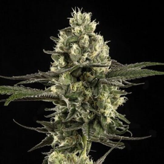 Good Chemistry - GMO Z - 1