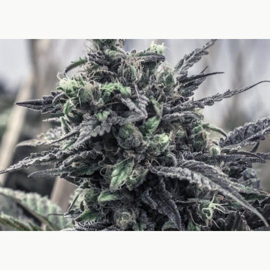 Good Chemistry - Grape Skunk - 1