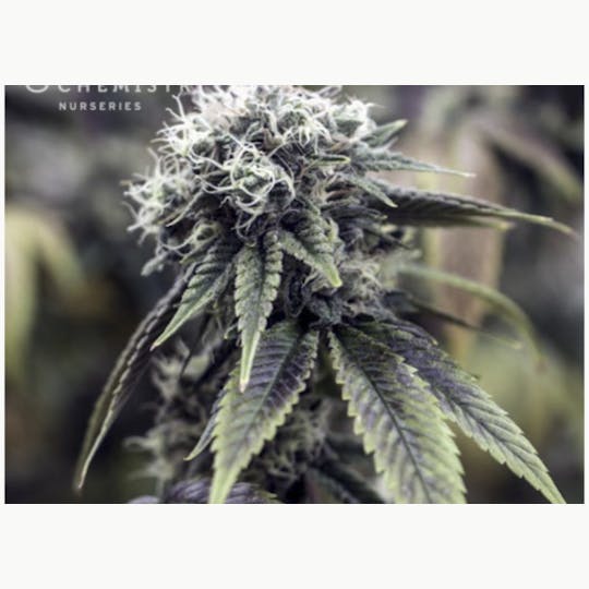 Good Chemistry - Headband - 1