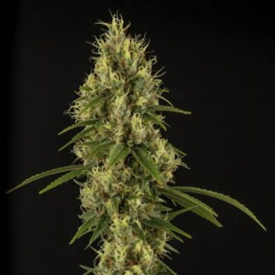 Good Chemistry - Hindu Kush - 1