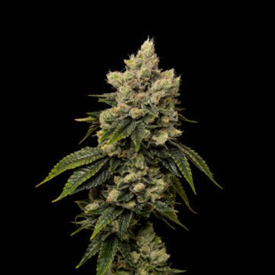 Good Chemistry - Kush Mints - 1