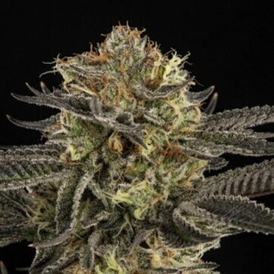 Good Chemistry - Lavender - 1
