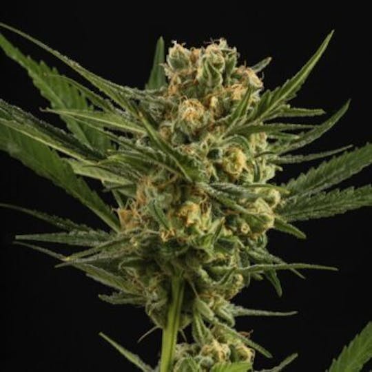 Good Chemistry - Lemon Skunk - 1