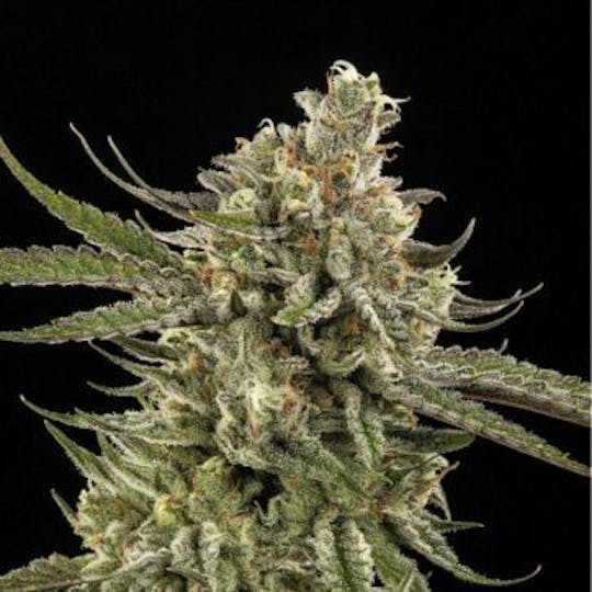 Good Chemistry - Lilac GMO - 1