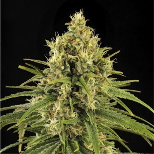 Good Chemistry - LSD - 1