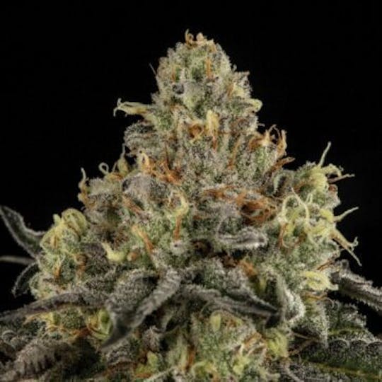 Good Chemistry - M.A.C. - 1