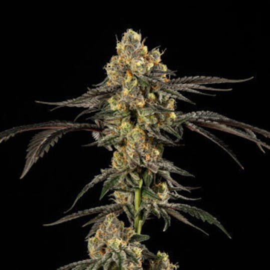 Good Chemistry - Mint Chocolate Gelato - 1