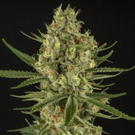 Good Chemistry - Mr. Good Chem - 1
