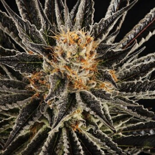 Good Chemistry - Orange Bubblegum - 1