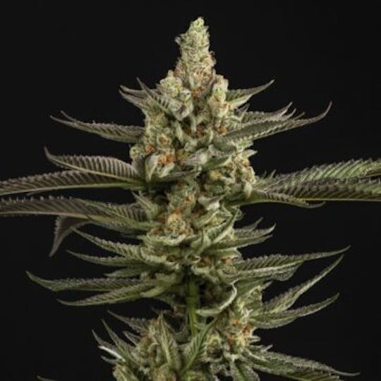 Good Chemistry - Peanut Butter Breath - 1