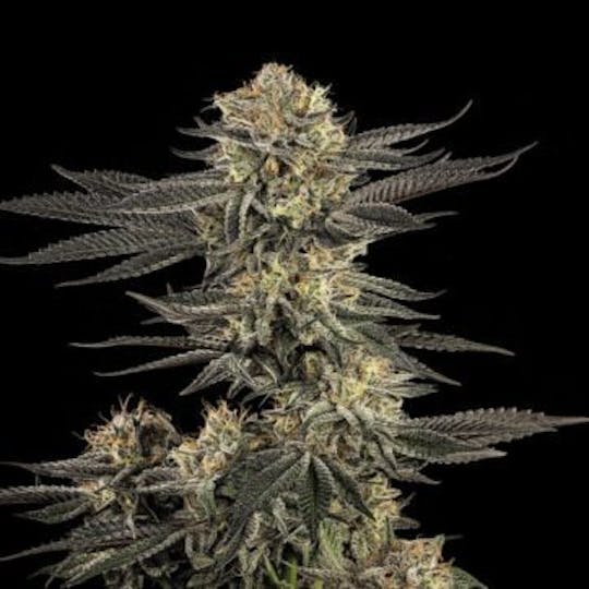 Good Chemistry - Platinum Huckleberry Cookies - 1
