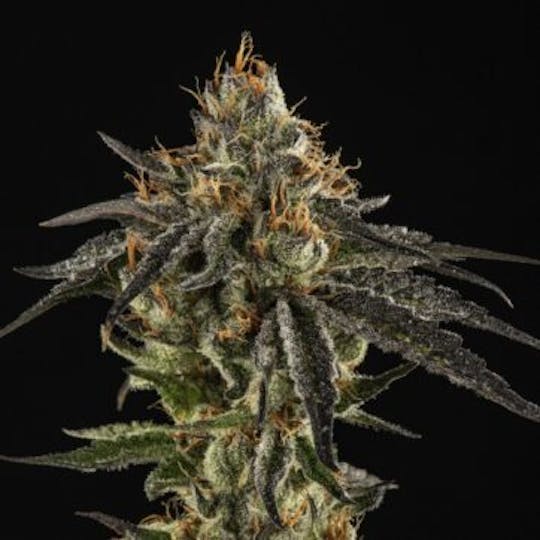 Good Chemistry - Purple Durango OG - 1