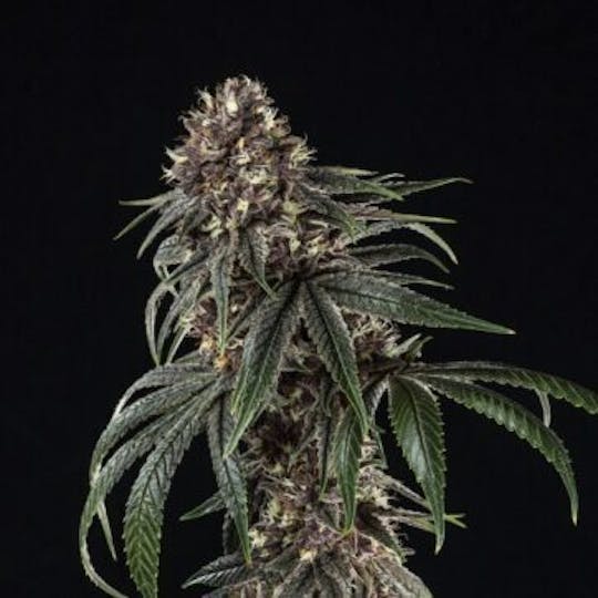 Good Chemistry - Purple Mayhem - 1