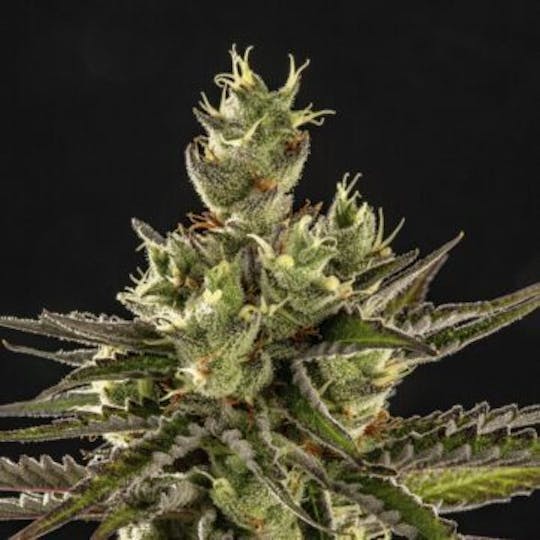 Good Chemistry - Sour Amnesia - 1