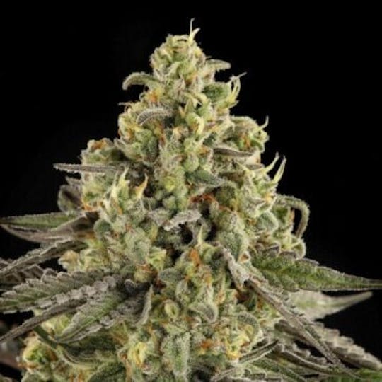 Good Chemistry - Sour Chillz - 1