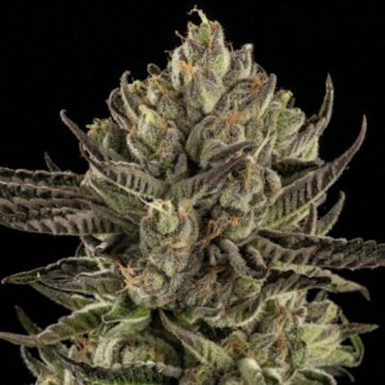 Good Chemistry - Strawberry OG - 1