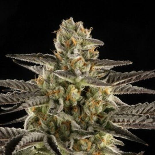 Good Chemistry - White M.A.C. - 1