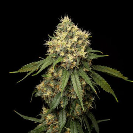 Good Chemistry - White Strawberry Diesel - 1