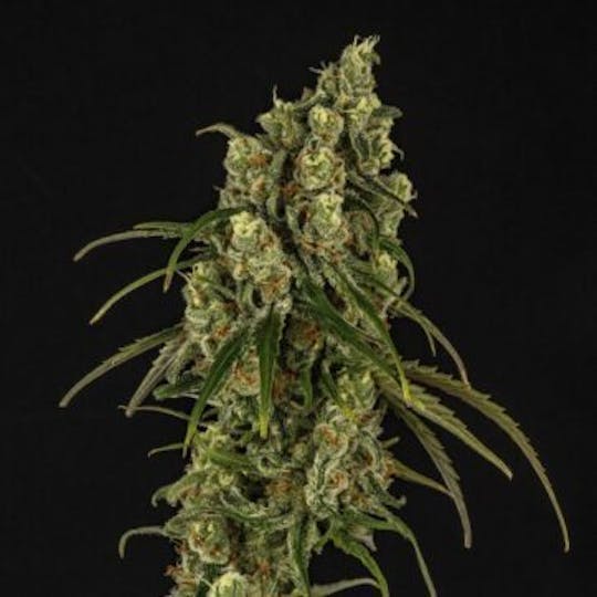 Good Chemistry - XJ-13 - 1