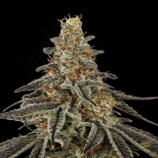 Good Chemistry - Apricot Pie - 1