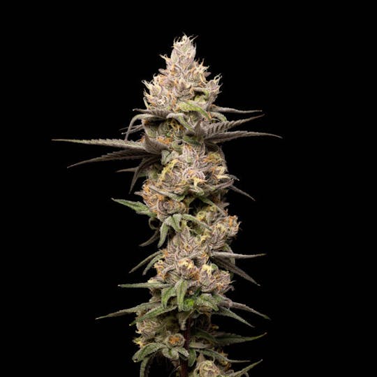 Good Chemistry - Zookies - 1