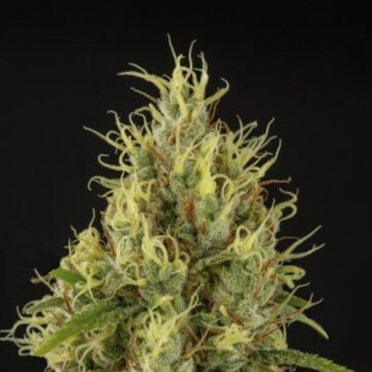 Good Chemistry - Banana MAC - 1