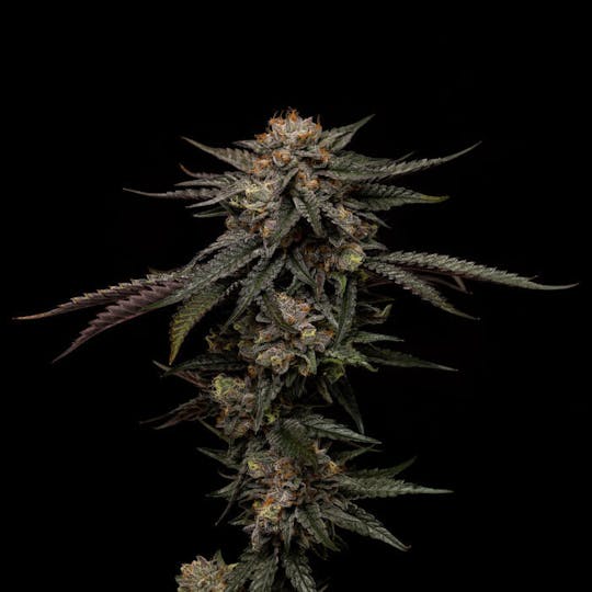 Good Chemistry - Falcon Berry - 1
