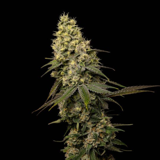 Good Chemistry - Jungle Cake - 1