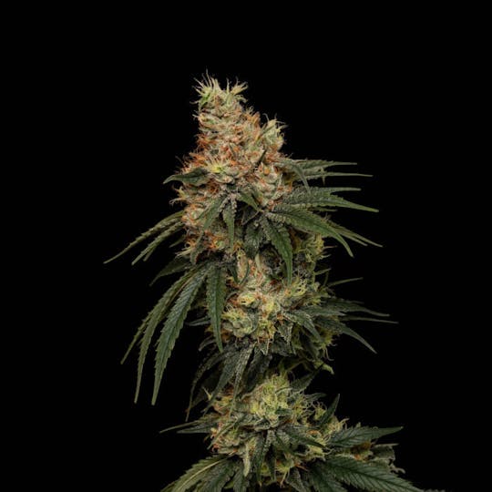 Good Chemistry - OG Kush Breath - 1