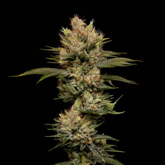 Good Chemistry - Sour OG - 1
