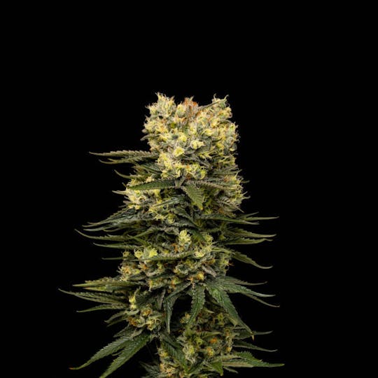 Good Chemistry - White Durbs - 1
