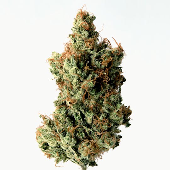 Cannassentials - Lemon Tree x Chocolate Thai NL1 - 1