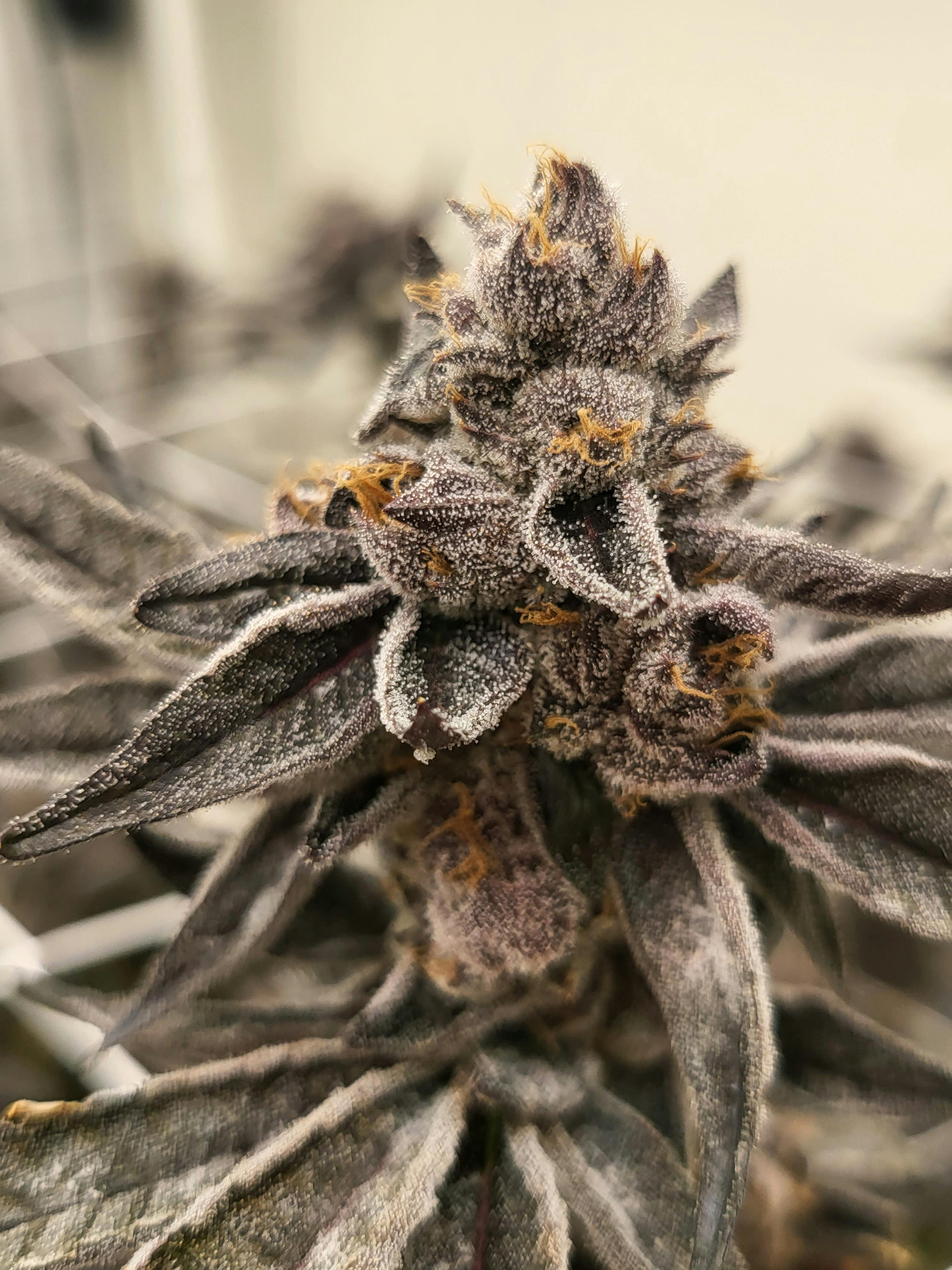 Smoke Weed LA - Smoke Weed LA - Gelato Zkittz 28g - 1