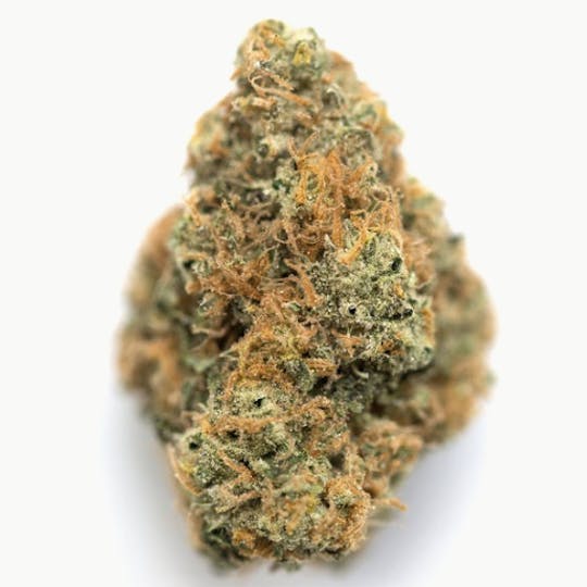 Animal - Orange Pie - INDICA - 26% THC - 1