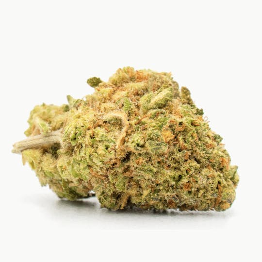 Animal - Lemon Pie - Sativa - 30.96% THC - 1